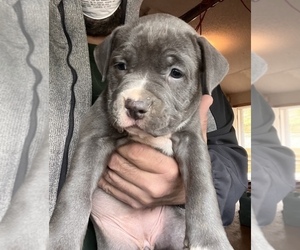 American Bully Puppy for sale in WALLINGFORD, CT, USA