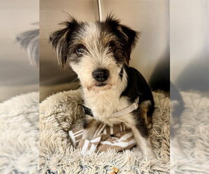 Border Terrier Dogs for adoption in Naples, FL, USA