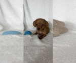 Dylan - Male Dachshund Puppy for Sale - Photo #4
