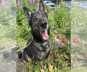 German Shepherd Dog-Unknown Mix Dogs for adoption in Anchorage, AK, USA