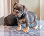Small #2 English Bulldog