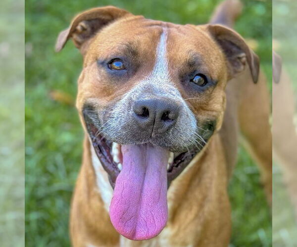 Medium Photo #1 American Staffordshire Terrier-Boxer Mix Puppy For Sale in Huntley, IL, USA