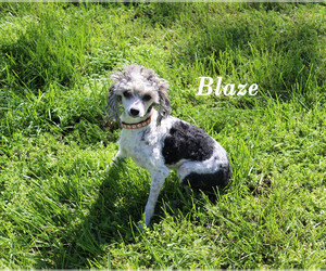 Poodle (Toy) Puppy for sale in CHANUTE, KS, USA