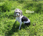 Image preview for Ad Listing. Nickname: Blaze