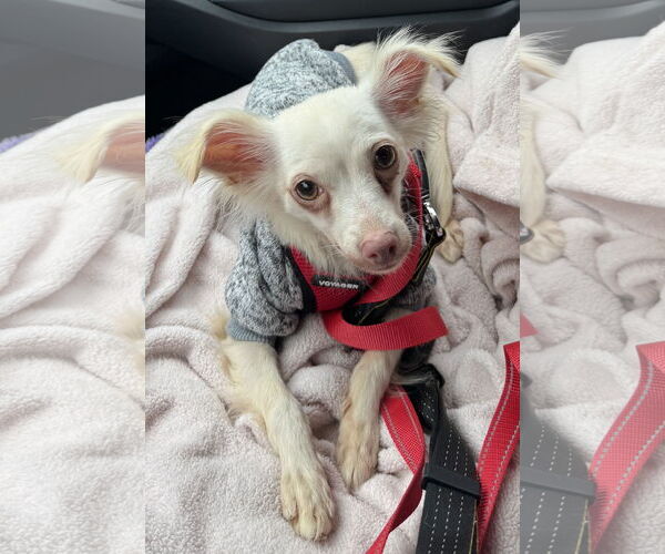 Medium Photo #4 Chihuahua-Unknown Mix Puppy For Sale in Westmont, IL, USA