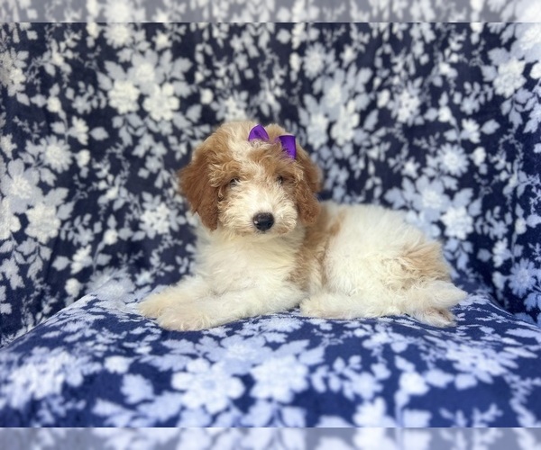 Medium Photo #2 Cavapoo Puppy For Sale in LAKELAND, FL, USA