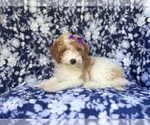 Small #1 Cavapoo
