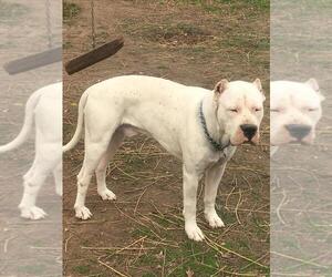 Father of the Dogo Argentino puppies born on 02/16/2019