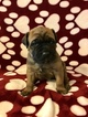 Small Photo #7 Cane Corso Puppy For Sale in BATTLE GROUND, WA, USA