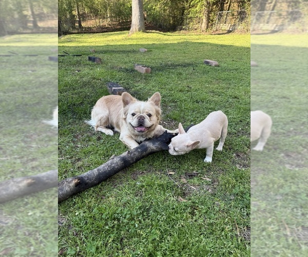 Medium Photo #10 French Bulldog Puppy For Sale in SUGAR HILL, GA, USA