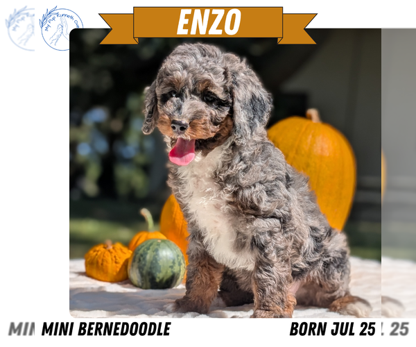 Medium Photo #52 Miniature Bernedoodle Puppy For Sale in GOSHEN, IN, USA