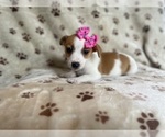 Small #8 Jack Russell Terrier