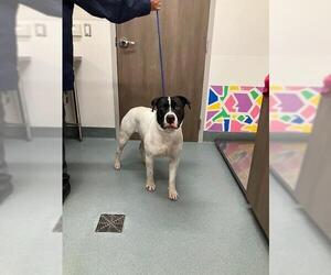 Dogue de Bordeaux-Unknown Mix Dogs for adoption in Baytown, TX, USA