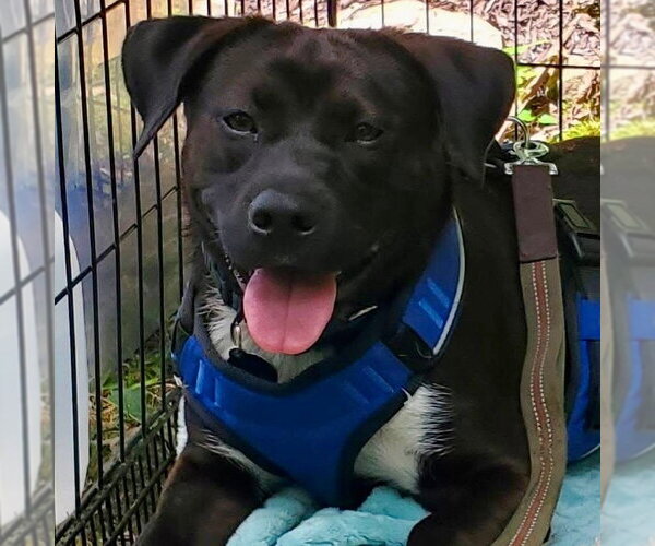 Medium Photo #1 Mutt Puppy For Sale in Canton, CT, USA