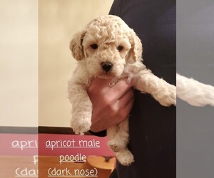 Poodle (Miniature) Puppy for sale in HARMONY, PA, USA