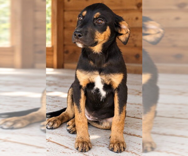 Medium Photo #3 Australian Shepherd-Rottweiler Mix Puppy For Sale in Southbury, CT, USA