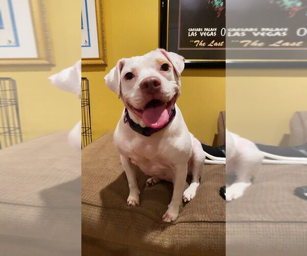 Medium Photo #3 American Pit Bull Terrier-Unknown Mix Puppy For Sale in New York, NY, USA