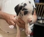 Puppy Suprize sold Great Dane