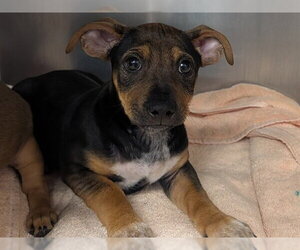 Labrador Retriever Dogs for adoption in Redwood City, CA, USA
