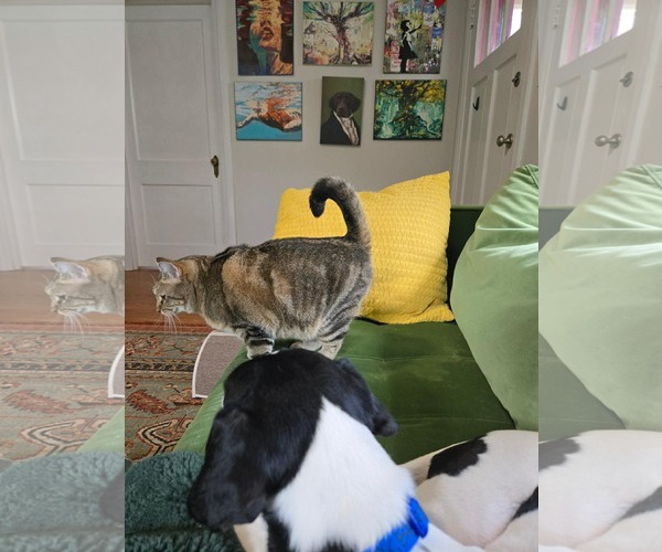 Medium Photo #3 Jack-A-Bee Puppy For Sale in Rockaway, NJ, USA