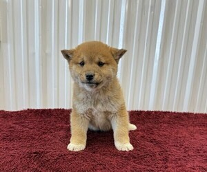 Shiba Inu Puppy for sale in CURTISS, WI, USA