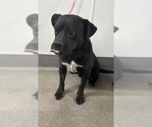American Pit Bull Terrier Dogs for adoption in HESPERIA, CA, USA