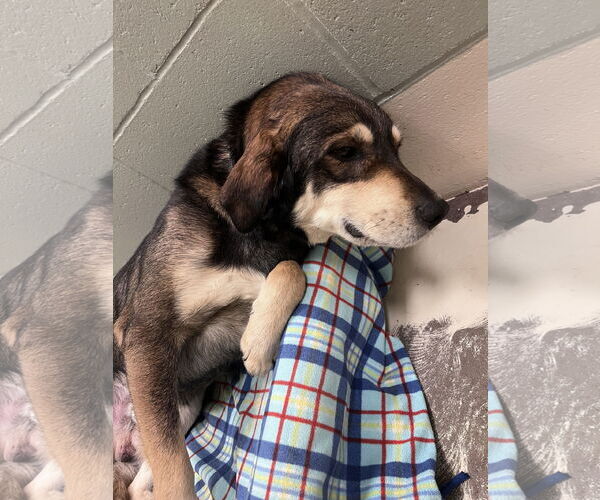 Medium Photo #3 Labsky Puppy For Sale in Webster, WI, USA