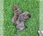 Small Photo #7 Mastiff Puppy For Sale in ALVIN, TX, USA