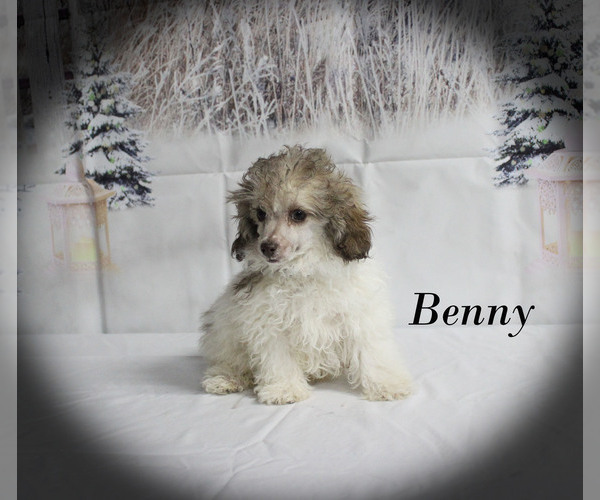 Medium Photo #25 Poodle (Toy) Puppy For Sale in CHANUTE, KS, USA