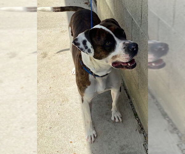 Medium Photo #6 Boxer-Unknown Mix Puppy For Sale in Doylestown, PA, USA
