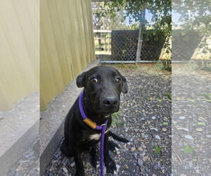 Labrador Retriever-Unknown Mix Dogs for adoption in Las Vegas, NM, USA