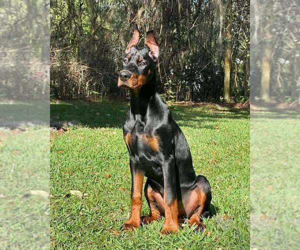 Medium Photo #16 Doberman Pinscher Puppy For Sale in FORT LAUDERDALE, FL, USA