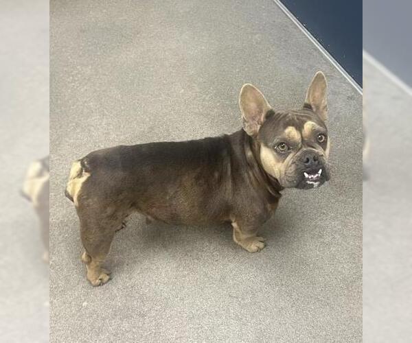 Medium Photo #1 French Bulldog Puppy For Sale in HESPERIA, CA, USA