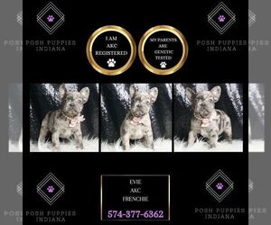French Bulldog Puppy for sale in WARSAW, IN, USA