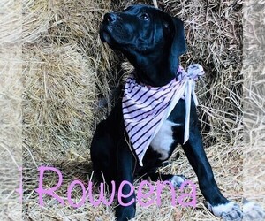 Great Dane Puppy for sale in YELLVILLE, AR, USA