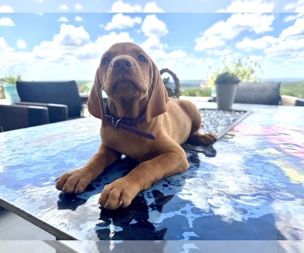 Medium Photo #2 Vizsla Puppy For Sale in FISCHER, TX, USA