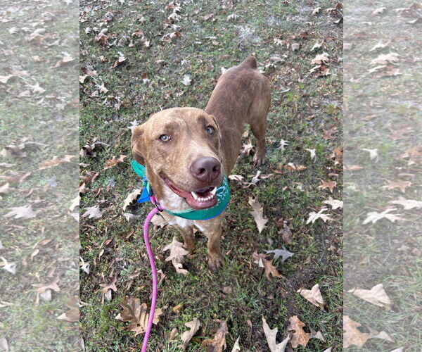 Medium Photo #3 Labrador Retriever-Unknown Mix Puppy For Sale in Monticello, MS, USA
