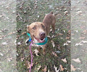 Tucker - Male Labrador Retriever-Unknown Mix Dog for Adoption - Photo #3