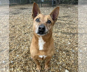 Harvey - Male Rat Terrier-Unknown Mix Dog for Adoption - Photo #3