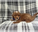 Small #1 Cavapoo