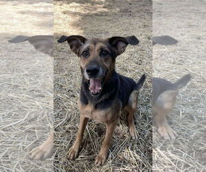 German Shepherd Dog-Unknown Mix Dogs for adoption in Rustburg, VA, USA