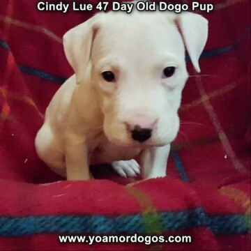 Medium Photo #11 Dogo Argentino Puppy For Sale in PINEVILLE, MO, USA