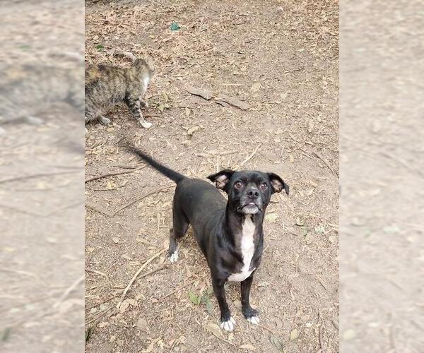 Medium Photo #7 Mutt Puppy For Sale in Parlier, CA, USA