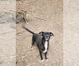 Little Black Dog - Male Mutt Dog for Adoption - Photo #7