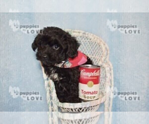 Medium Photo #8 YorkiePoo Puppy For Sale in SANGER, TX, USA