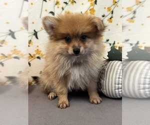 Pomeranian Dog for Adoption in MARTINSVILLE, Indiana USA