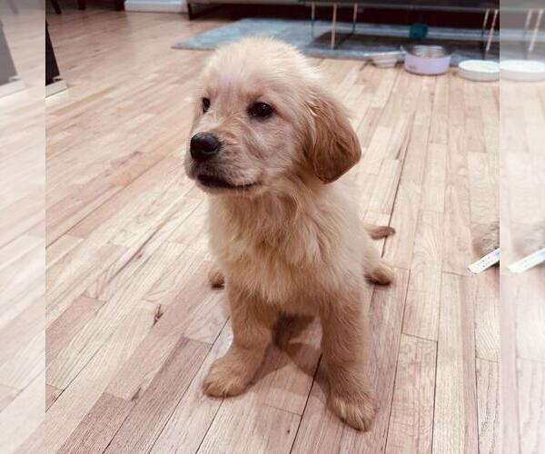 Medium Photo #3 Golden Retriever Puppy For Sale in SPRING VALLEY, NY, USA