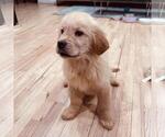 Small #2 Golden Retriever