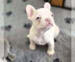 Small #1 French Bulldog