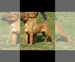 Small Photo #1 Cane Corso Puppy For Sale in DAYTON, OH, USA